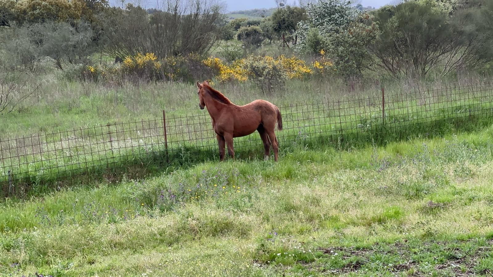 Caballo en el campo